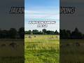Keliling kampung di Belgia #belgia #belgium #indonesianinbelgium #perkebunan #sapi #sapibelgianblue