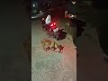 #doglover #dog