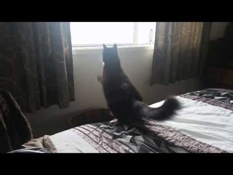 Cat doesn't nail landing