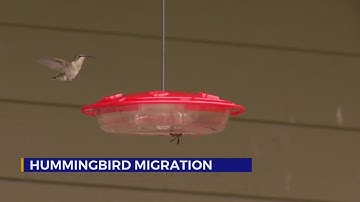 Hummingbird migration