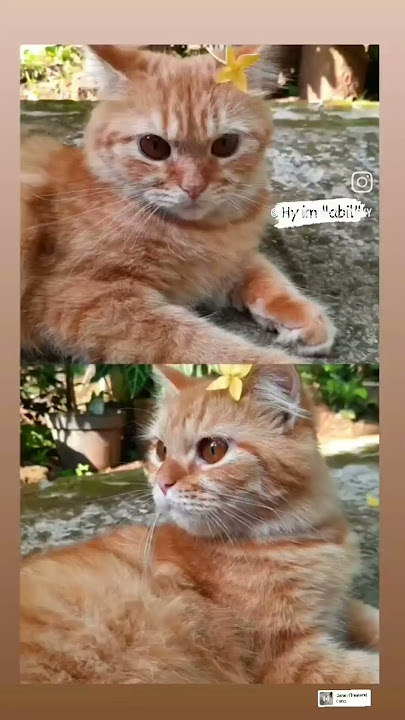 cipus #kucing #cat