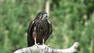 Wingspan Amazing New Zealand Falconry Youtube