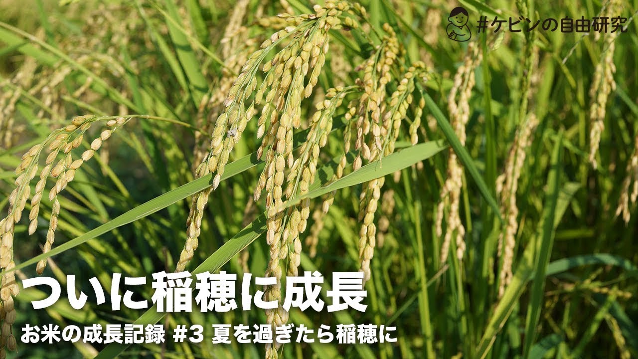 感動の対面 遂に稲穂に お米の成長記録 田植えして4ヶ月目 ケビンの自由研究 Youtube