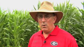 Uga Researcher Looks To Grow Better Corn With Help From Clover