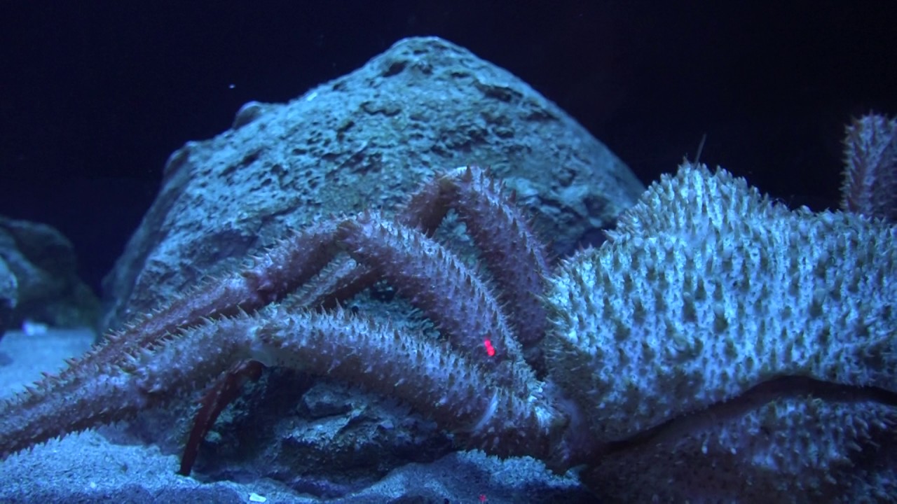 ヒメコンニャクウオとサケビクニンとエゾイバラガニ 沼津港深海水族館に行って来ました 17年3月18日 Youtube