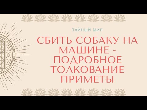 Сбить собаку на машине: подробное толкование приметы