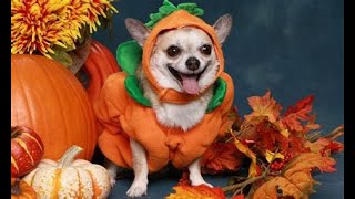 Pumpkin Cookies For Dogs Anal Gland Health