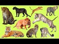 Learn names Greatest Big Cats  in English  | Learn Sounds of Greatest Big Cats for Kids