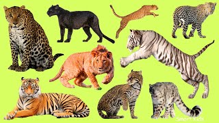 Learn names Greatest Big Cats  in English  | Learn Sounds of Greatest Big Cats for Kids