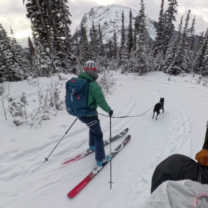 Fancy Dog Joring #joring #husky #backcountryskiing