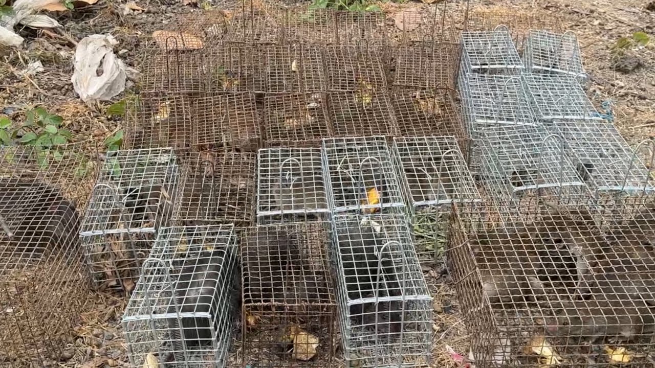 Võ Chí Tâm bẫy chuột khai trương bẫy mới chuột chạy thấy mê phần 179/ Săn bắt Sông Hậu TV 