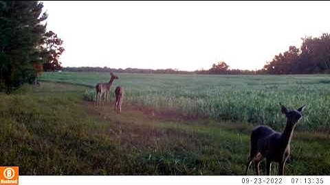 Deer in soybean field | Day and Night Game Cam | Bushnell Core 4k No Glow (Game Cam Video #2)