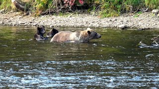 Grizzly  Bear Sow with Two Cubs | Canada's Nature | Wildlife | B.C. Canada