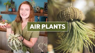 Air Plants (Tillandsia) 101 - Care Tips & Fun Facts!