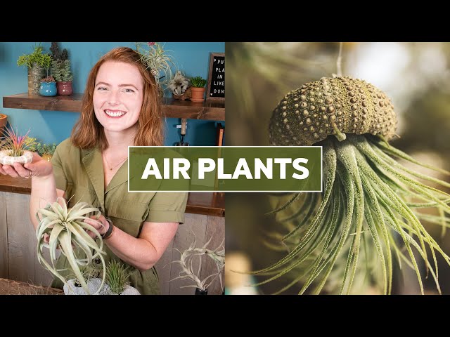 Air Plants (Tillandsia) 101 - Care Tips & Fun Facts! - YouTube