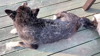 Darn...Shedding Season Began....