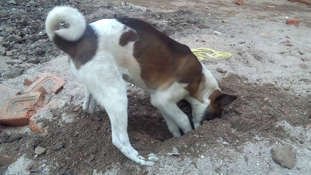Small puppy in big research - YouTube