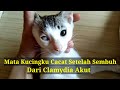 Review Pengobatan Kucingku sembuh dari Clamydia Akut