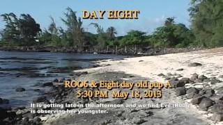 Days7 - 12 Life history Hawaiian Monk Seal 2015.5.15b
