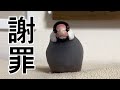 前回の動画について文鳥が謝罪します