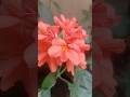 gardening #కనకాంబరాలు#kanakambram flowers #, subscribe :