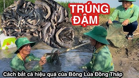 Bắt Cá Cạn • Thục Bọng • Trúng Đậm Cá Đồng Ai Thấy Cũng Mê • Fish | Bông Lúa Đồng Tháp