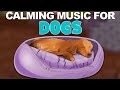 24 hours of music to relax your dog