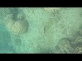 Low Isles - GBR - May 2026