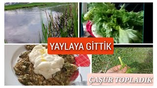 YAYLAYA GİTTİK 🌱 DOLUYA YAKALANDIK 😏 ÇAŞUR (Çaşır) TOPLADIK AYIKLADIK