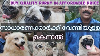 Dogs malayalam| ഒരു ചെറിയ കെന്നൽ | Pug | Spitz | Rottweiler | Kennel| Dash Hound|Dogs kerala