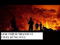 Cháy rừng ở Úc: Nguyên nhân?