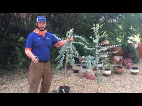 Video: Hoe groot worden eucalyptusbomen met een zilveren dollar?