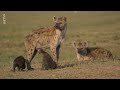 Documentaire animalier   le regne animal   reportage complet 2023