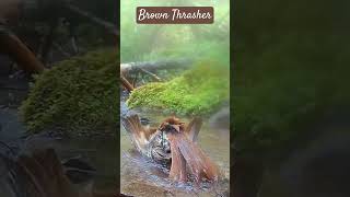 Brown Thrasher Bathing