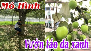 Thăm quan vườn Táo thái da xanh, tại xã Ninh Phước, Tỉnh Ninh Thuận, chí phí thấp, hiệu quả cao