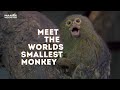 Meet the world&#39;s smallest monkey!