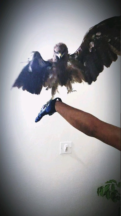 @mustafashakir2023 #ytshorts #trending #youtubeshorts #viral #mustafa #reel #shorts #mighty eagle