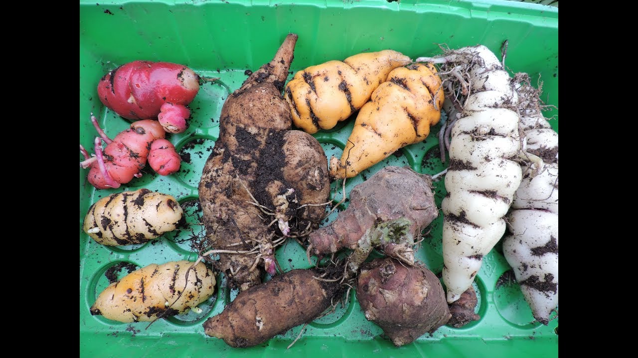 Ancient Vegetable Grow Challenge (Raffle) June Update