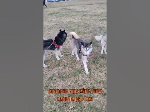 хаски для ласки - YouTube