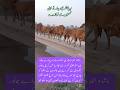 Qurbani Ke Janwar 2025 Baby Cow Cute Gulzarbhatti Shorts Youtubeshorts Babycow Animals Qurbani Ke Janwar 2025 Baby Cow Cute Gulzarbhatti Shorts Youtubeshorts Babycow Animals