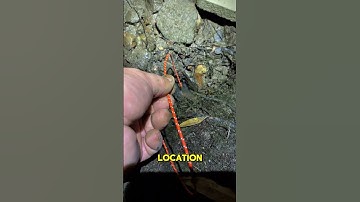 How to Catch Eels | Simple & Effective Methods #fishing