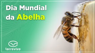 Today is World Bee Day! Learn about their importance and relationship with agribusiness