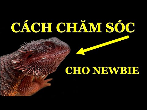 Video: Làm thế nào để giữ cho con chó của tôi bình tĩnh sau khi bị Neutered