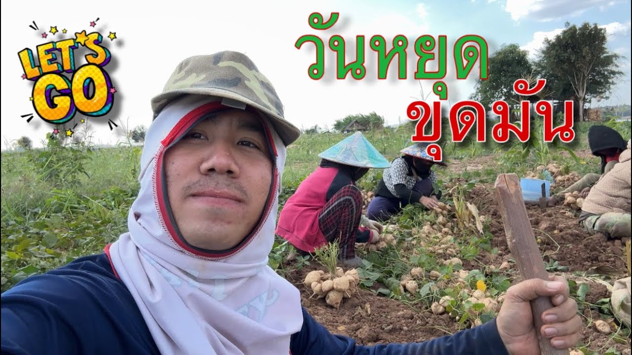 ขุดมันเพา(ຂຸດມັນເພົາ) วันหยุดขุดมัน
