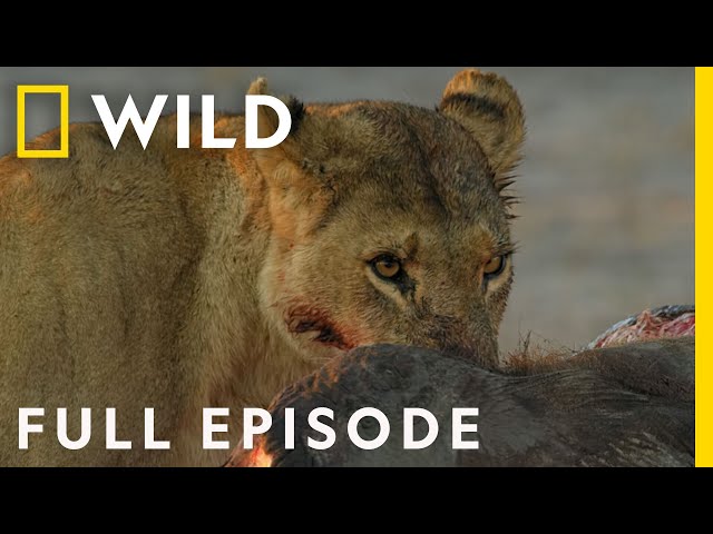 Savage Kingdom: A New Dynasty (Full Episode) | National Geographic class=