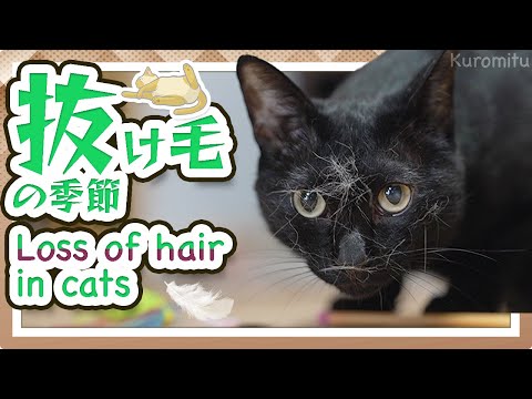 猫の抜け毛の季節