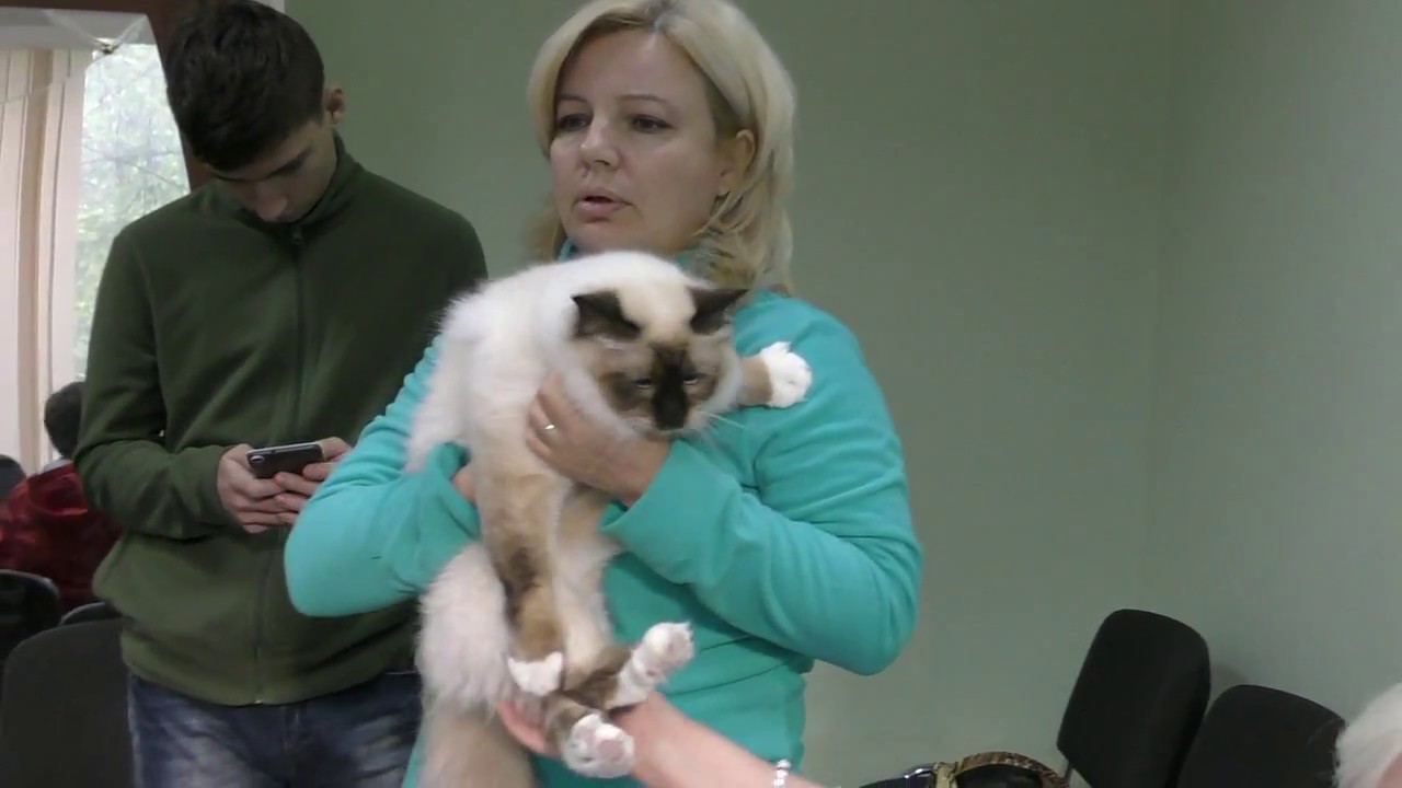 кошки породы Прием в проф. клубах кошек PCA 09.09.2017г