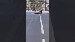 На трассе в Приморье. Медведь 🐻 напал на оленя 🦌😢 #медведь