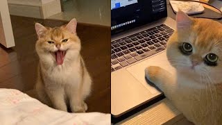 Funny Moments of Cats | Funny Video Compilation  Fails Of The Week #17