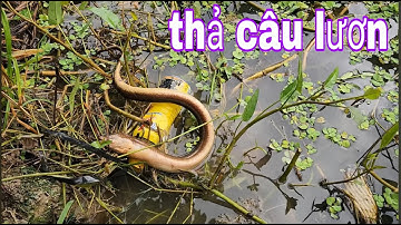 Thả Câu Lươn Mùa Nước Nổi Trúng Bầy Lươn Khủng Quá Đã # SĂN BẮT ĐỒNG THÁP #